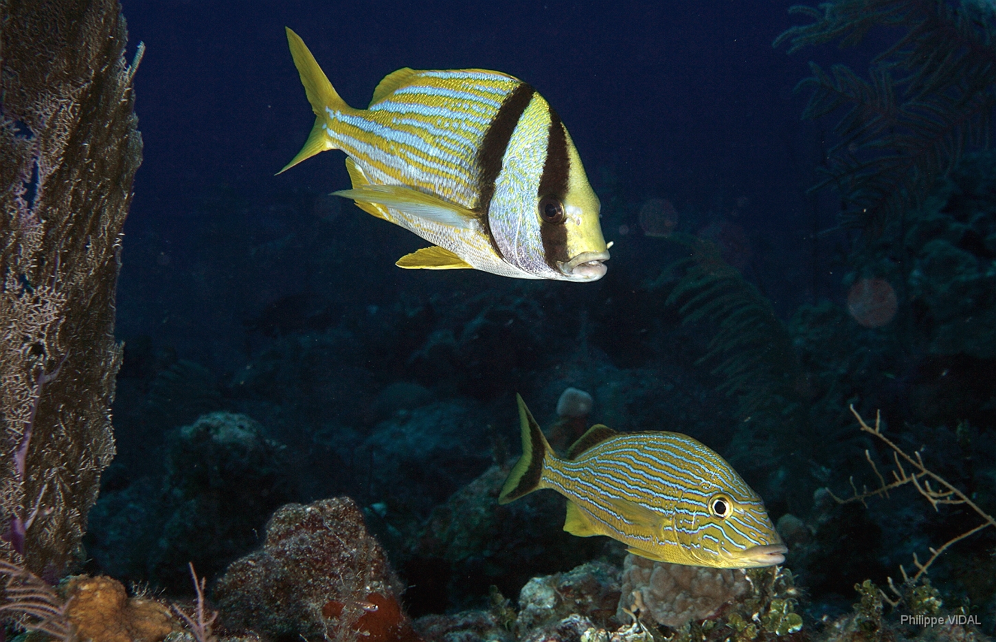 MediaEarth-Bahamas 2017-DSC02383_rc-AtlanticPorkfish-Gorette Lippu rondeau- Bluestriped Grunt-Gorette catire-Haemulon sciurus.jpg